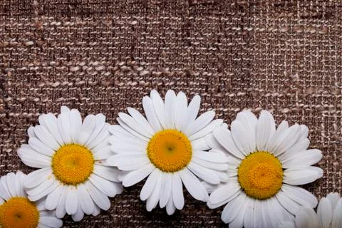 Abstract daisy on brown textured fabric Photos