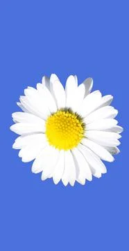 Abstract daisy Stock Photos