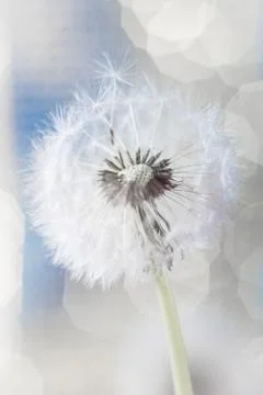 Abstract dandelion background with bokeh, blur Stock Photos