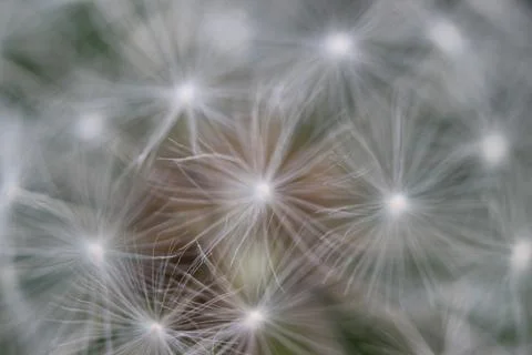 Abstract Dandelion on Dark Background Stock Photos