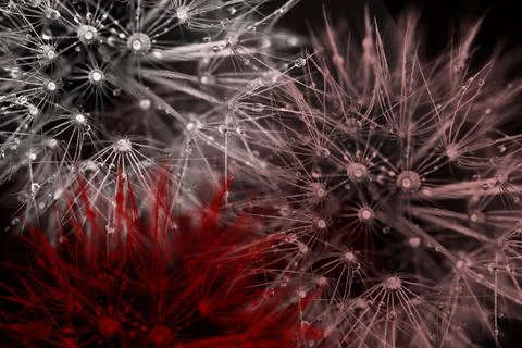 Abstract dandelion macro close up, black and red toned Stock-Illustration