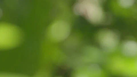 Abstract dappled sunlight on leaves background Stock Footage 233177296