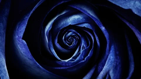 Abstract of dark blue soft rose petals, rotating flower, seamless loop. Top view Stock Footage