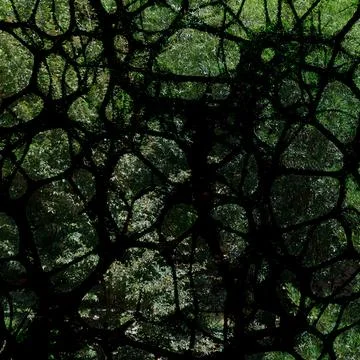 Abstract dark organic network pattern with intricate interwoven black branches Stock Photos