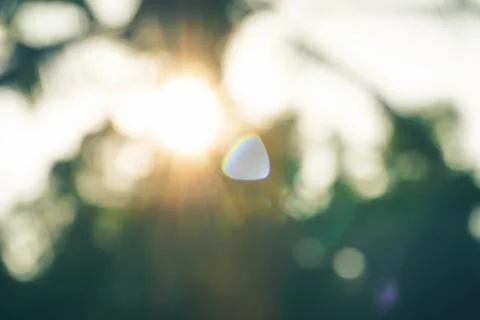 Abstract de focused green tree backgroundwith lens flare Stock Photos