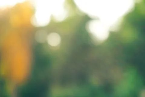 Abstract de focused green tree backgroundwith lens flare Stock Photos