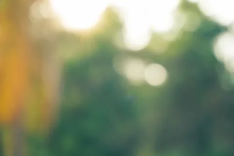 Abstract de focused green tree backgroundwith lens flare Stock Photos
