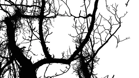 Abstract Dead Tree Branches Black And White Silhouette Stock Footage 121202436
