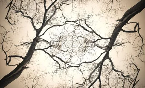 Abstract dead tree Фото