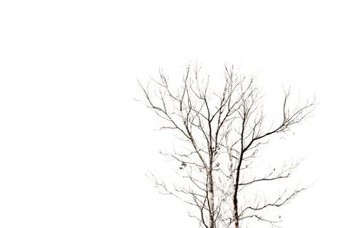 Abstract of death tree Stock Photos