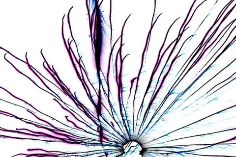 Abstract decoration Stock Photos