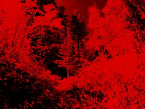 Abstract Deep Red Colorized Forest Scene - Arizona Stock Photos