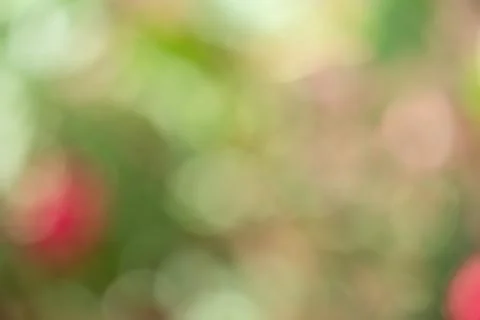 Abstract defocus light background red with green. Blurred plants. Stock Photos