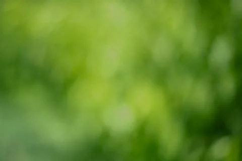 Abstract defocused blurred background of green plants. Stock Photos