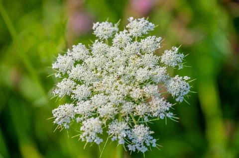 Abstract defocused nature background queen anne's lace Foto stock