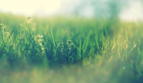 Abstract defocused spring grass with sunlight Stock Photos