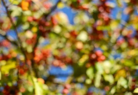 Abstract defocussed tree with red crab apples and green foliage Stock Photos