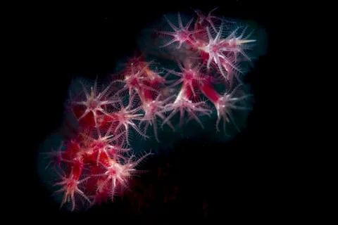 Abstract Dendronephyta Soft Coral Polyps Stock Photos