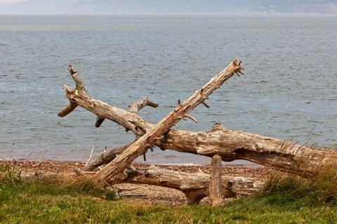 Abstract design created by dead trees. Stock Photos