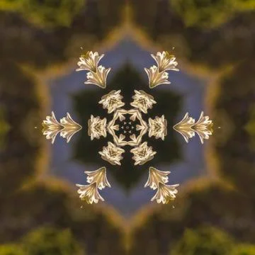Abstract design star shape made from reflecting white flowers in California 스톡 사진