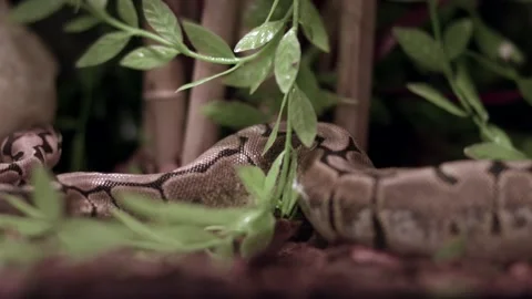 Abstract Detail Of A Royal Python Reptile Skin On Its Cage. - Rack Focus Stock-Footage 159207496