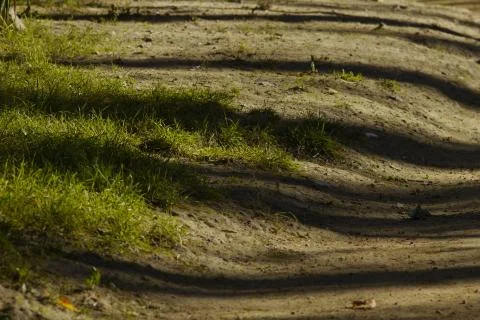 Abstract detail of shadows of trees projected Stock Photos