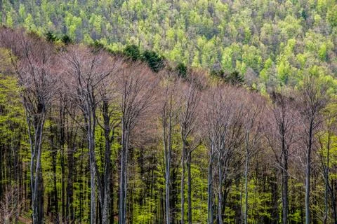 Abstract diagonal with trees in the forest Foto stock