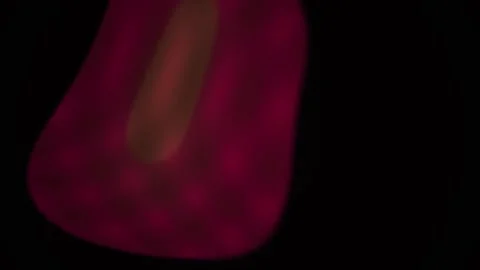 Abstract Digital Animation Featuring Pulsing Red Organic Shapes and Glowing.. Stock Footage 341776634