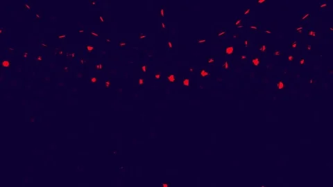 Abstract Digital Glitch Loop Wide Stock Footage 331075701