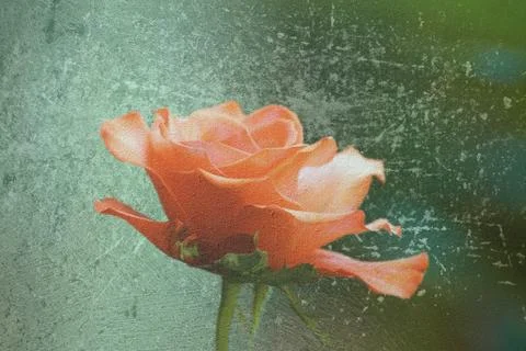 Abstract distressed view of red rose Stock Illustration