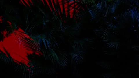 Abstract double exposure of colored tropics Stock-Footage 194642436