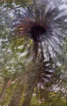 Abstract double exposure of palm tree fronds and lush green foliage overhead 写真素材
