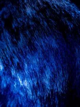Abstract dramatic blue fur or hair texture background with flowing strands .. Stock Photos