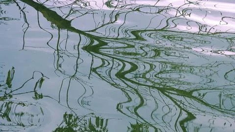 Abstract drawing of tree branch shadows on water Stock Photos