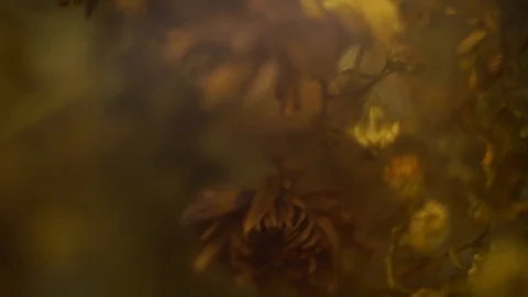 Abstract dried flowers 1 Stock-Footage 108070798
