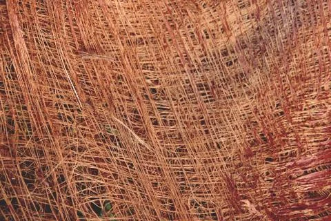 Abstract Dried palm texture background close up Stock Photos