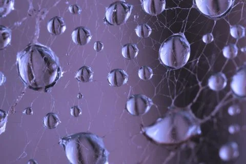 Abstract drops of dew in the spider web closeup Stock Photos