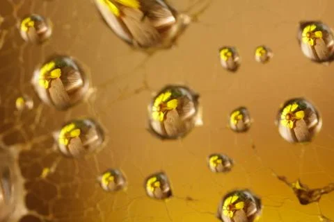 Abstract drops of dew in the spider web closeup Stock Photos