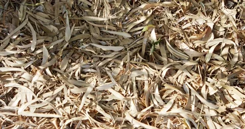 Abstract - dry eucalyptus leaves on the ground under a tree with sun shining Video stock 205535316