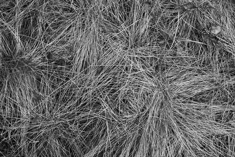 Abstract dry grass close-up Stock Photos