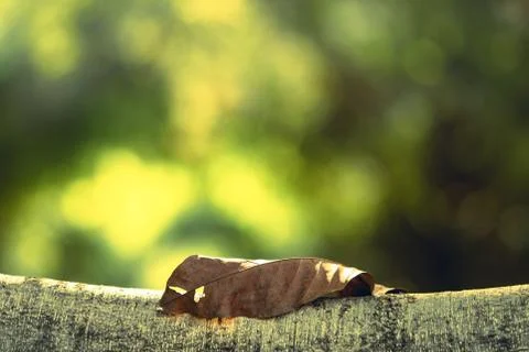 Abstract dry leaf on branch using as a background or wallpaper Stock Photos