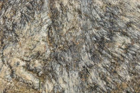Abstract of dry moss. Stock Photos