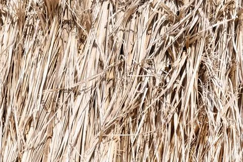 Abstract dry straw background texture Stock Photos