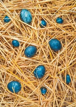 Abstract Easter background. The blue eggs are scattered in the yellow straw. 写真素材