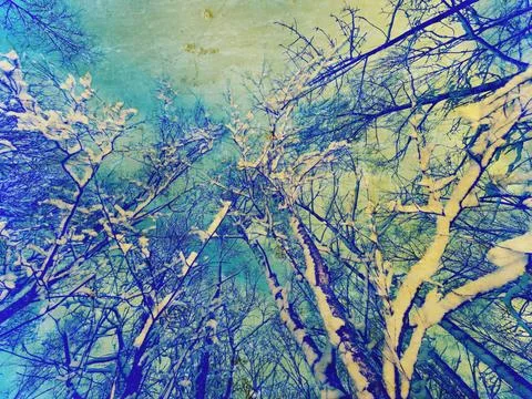 Abstract effect. Snow covered branches. Winter nature view with snowy wint... Stock Photos