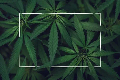 Abstract empty white frame in the leaves of marijuana Stock Photos