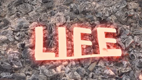 Abstract existence burns in a fire on hot coals. Sign of loss or end. Stock Footage 119398436