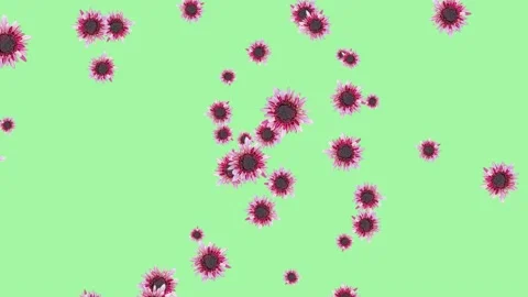 Abstract explosion with chrysanthemums flying in different directions on a mint  Stock Footage 236253625