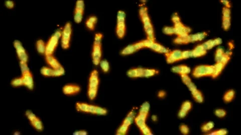 Abstract explosion fire fireworks spark particle plankton worms microbe line. Video stock 959646