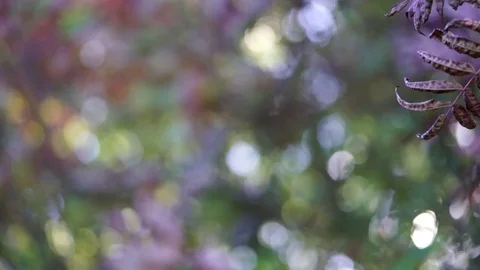 Abstract fall coloured out of blurry focus bokeh light blobs of leaves and trees Stock Footage 80913902